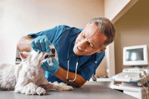 Best Emergency Dental Care for Broken or Chipped Teeth in Bagdad, FL
